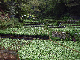 Tachiiwa Farm