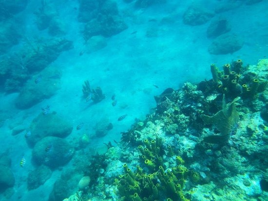 Champagne Reef Dive & Snorkel