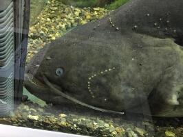 Fishes of Amur River Museum