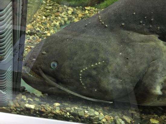 Fishes of Amur River Museum