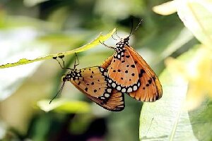 Siam Insect Zoo