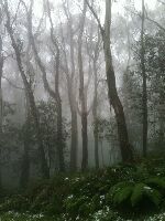 Mount Donna Buang