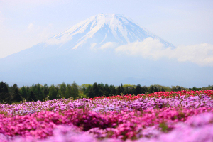 Fuji Shibazakua Festival
