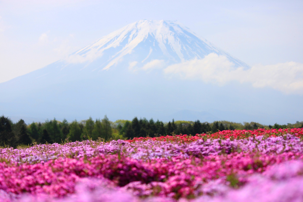 Fuji Shibazakua Festival