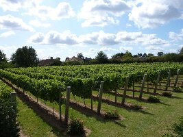 Winbirri Vineyards