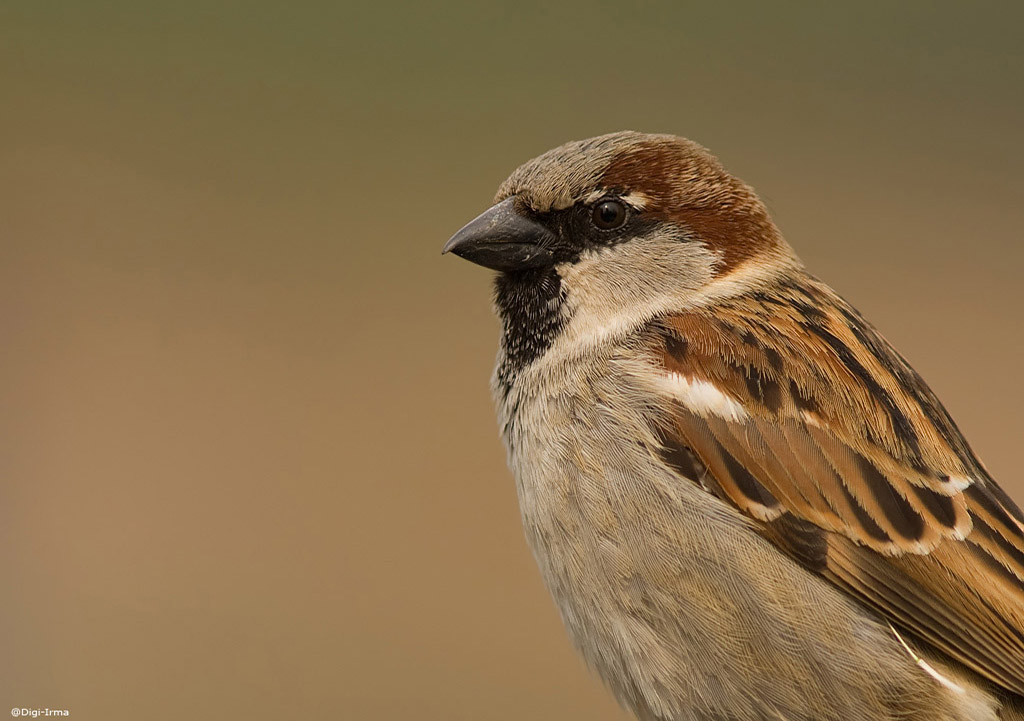Mus&eacute;e du Louvre