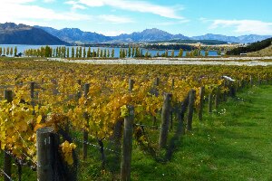 New Zealand Vineyard