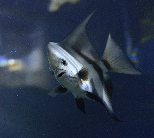 Oceanografic