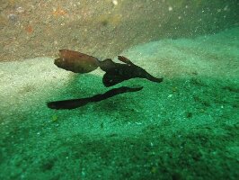 Barracuda Diving India
