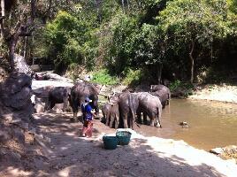 Chiang Mai Thailand Farm