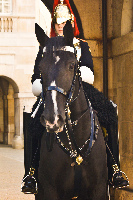 Horse Guards Parade at Whitehall