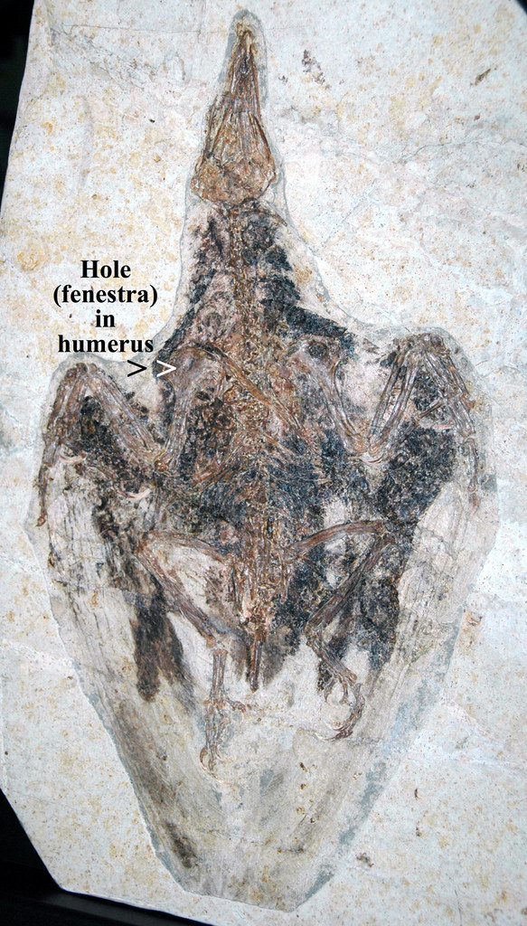Shanghai Natural History Museum