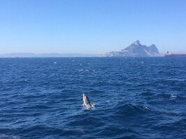 Dolphin Adventure