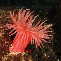 Burnaby Canada Dive