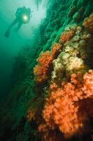 Kelvin Grove Dive Site