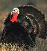 National Wild Turkey Federation Wild Turkey Center