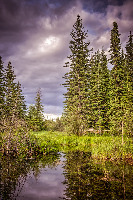 The Beaver Boardwalk