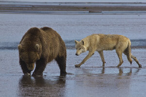 Alaska Bear Adventures