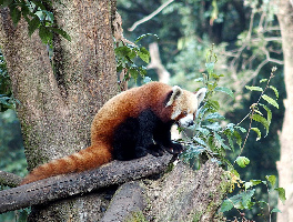 Darjeeling India Zoo