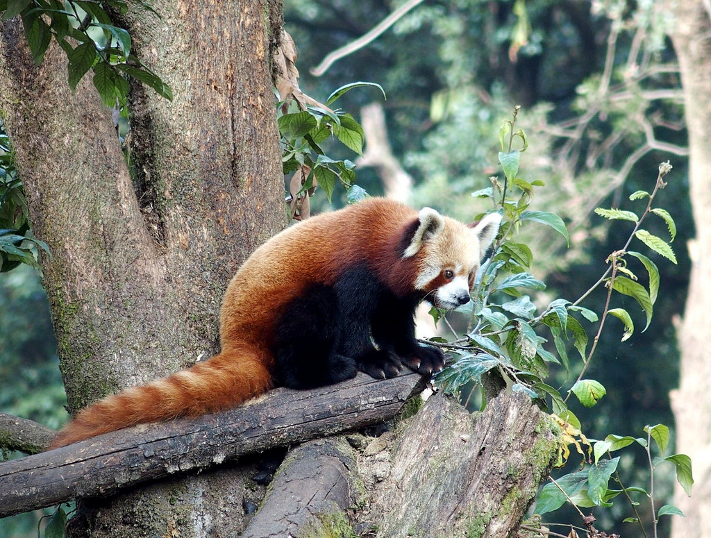 Padmaja Naidu Himalayan Zoological Park