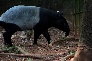 Melaka Malaysia Zoo
