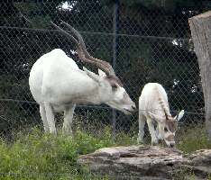 Kansas United States Zoo