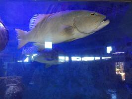 Denham Australia Aquarium