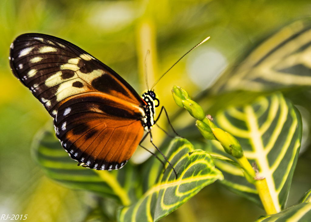 Niagara Parks Butterfly Conservatory
