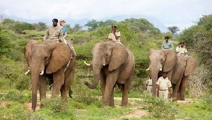 Sunrise Elephant Back Safari