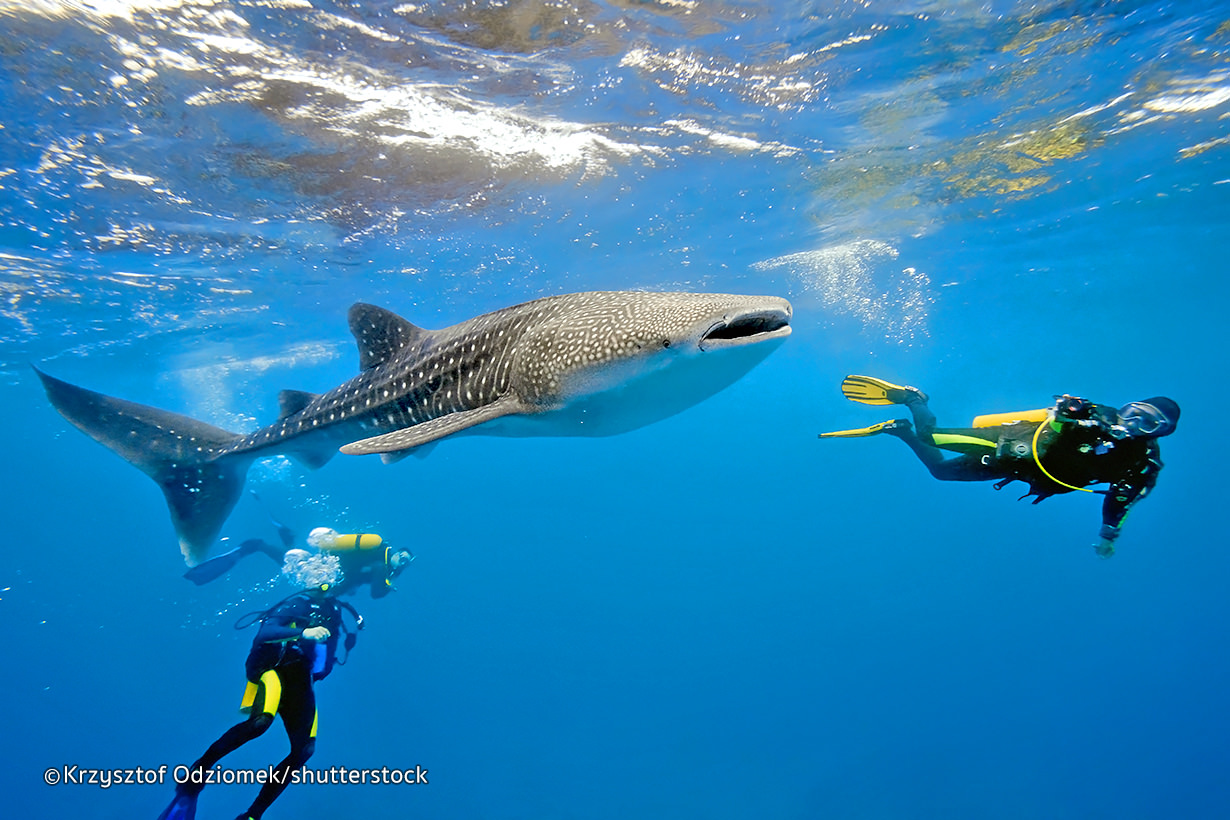 Thailand Divers - Phuket Scuba Diving