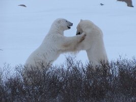 Classic Canadian Tours Polar Bear Safari
