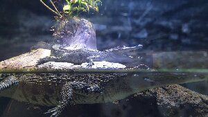 Scottsdale United States Aquarium