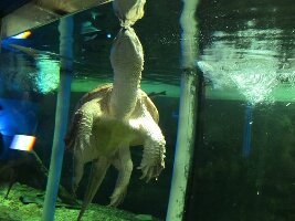 Becancour Canada Dive