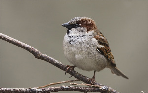 Mus&eacute;e du costume et du textile du Qu&eacute;bec