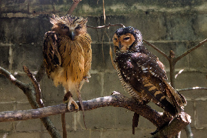 Malaysia Bird Park