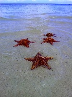 Star Fish Point