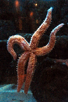 Newquay England Aquarium