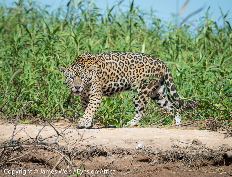 Pantanal Jaguar Safaris