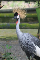 Sabah Bird Park