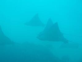 La Pelouse Mauritius Dive
