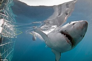Bluff New Zealand Dive