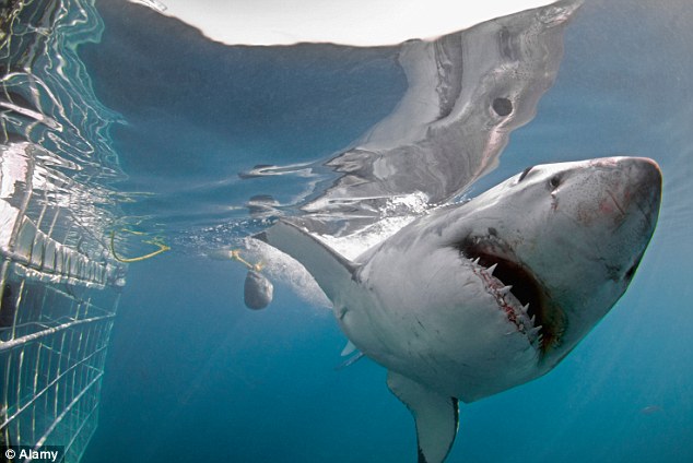 Shark Dive New Zealand