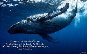 Grand Baie Mauritius Dive