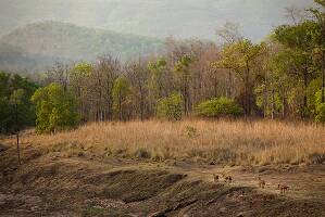 Pachmarhi India Park