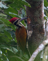 Cha-am Thailand National park