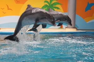 Istanbul Dolphinarium