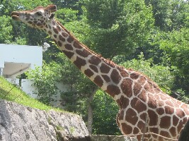 Akita Japan Zoo