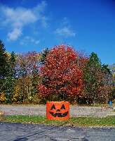 Mapleside Farms