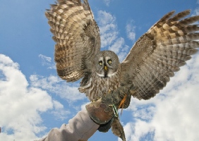 North Somerset Bird of Prey Centre