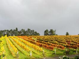 Auckland Wine Trail Tours